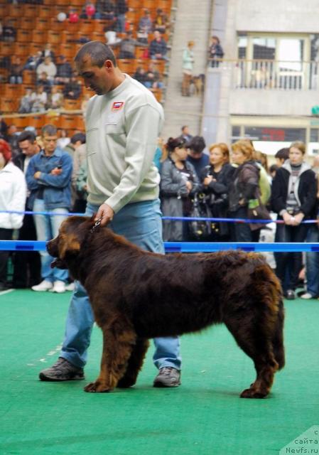 Фото: ньюфаундленд Izabett (Изабетт)