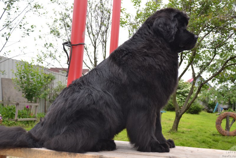 Фото: ньюфаундленд Talisman Morya Magiya Voln (Талисман Моря Магия Волн)