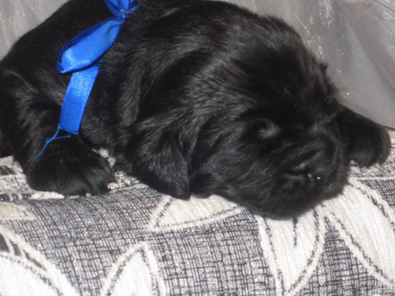 Фото: Natal'ya Smazchikova (Наталья Смазчикова)