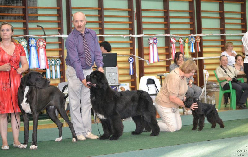 Фото: ньюфаундленд Blyek Diamond Agidel' ot Potapa CHarlotta (Блэк Диамонд Агидель от Потапа Чарлотта), Aleksey Votchal (Алексей Вотчал)