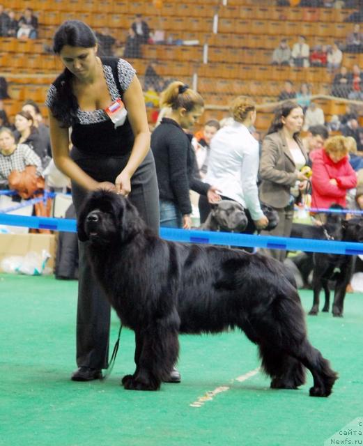 Фото: ньюфаундленд Djentli Bon iz Medvej'ego YAra (Джентли Бон из Медвежьего Яра)