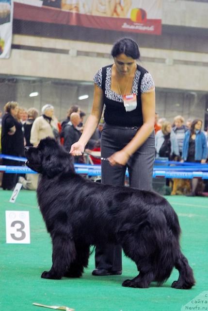 Фото: ньюфаундленд Djentli Bon iz Medvej'ego YAra (Джентли Бон из Медвежьего Яра)