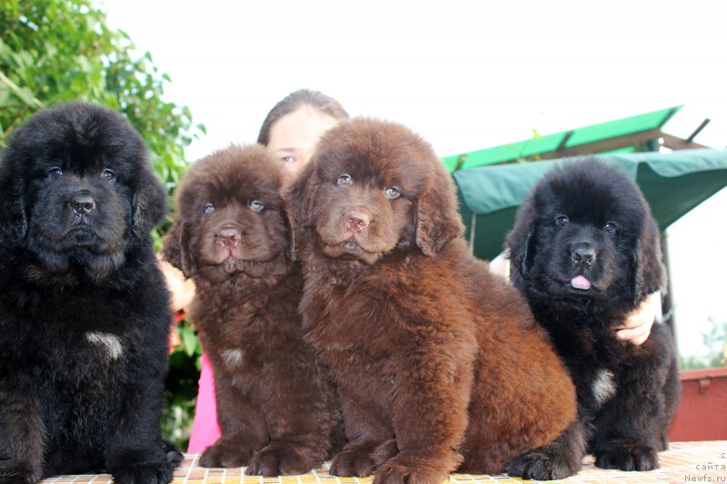 Фотография № 184953