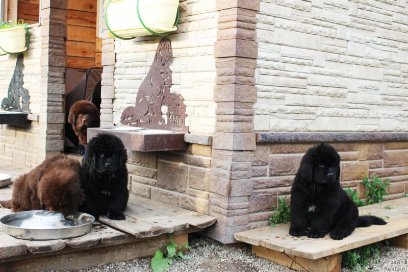 Фотография № 184955