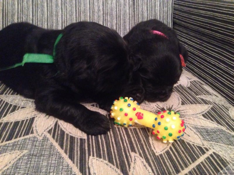 Фото: Natal'ya Smazchikova (Наталья Смазчикова)