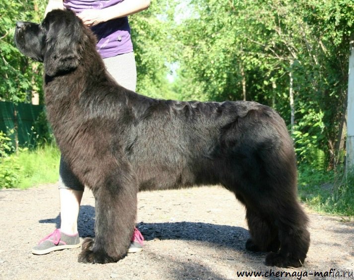 Фотография № 184959