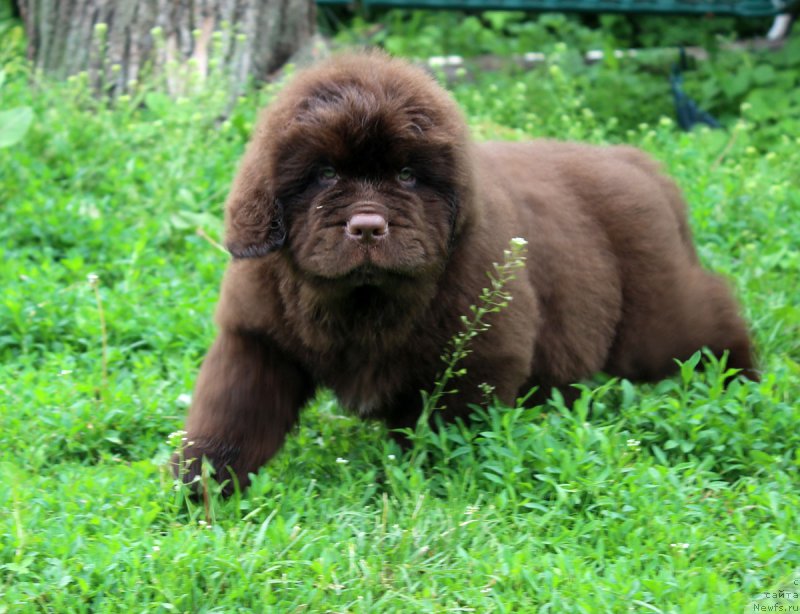Фото: ньюфаундленд Brownblood MSK Zhani Osher (Браунблад МСК Жани Ошер)