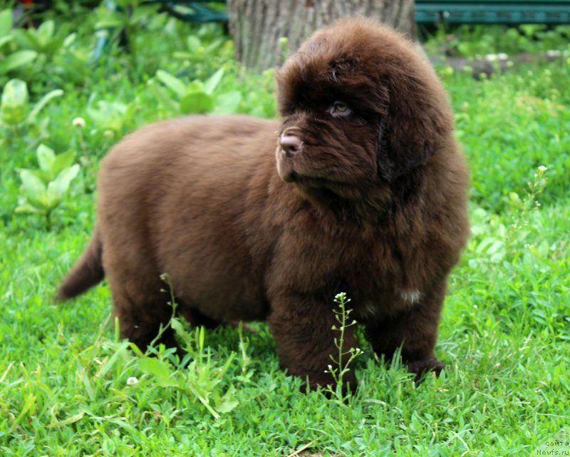 Фото: ньюфаундленд Brownblood MSK Zhani Osher (Браунблад МСК Жани Ошер)