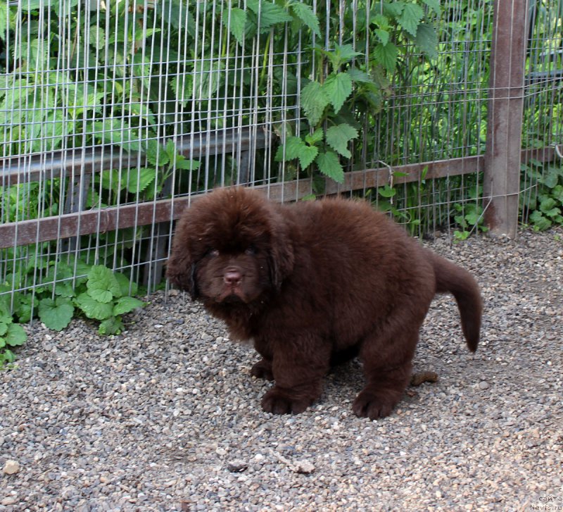 Фото: ньюфаундленд Brownblood MSK Zhani Osher (Браунблад МСК Жани Ошер)