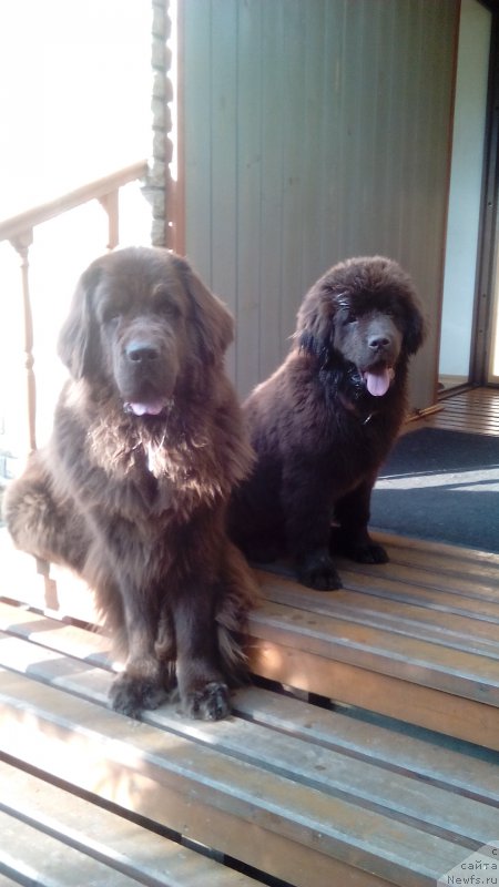 Фото: ньюфаундленд Chernyi Sharm Angel'skaya Krasota (Черный Шарм Ангельская Красота), ньюфаундленд N'yufort Vasabi (Ньюфорт Васаби)