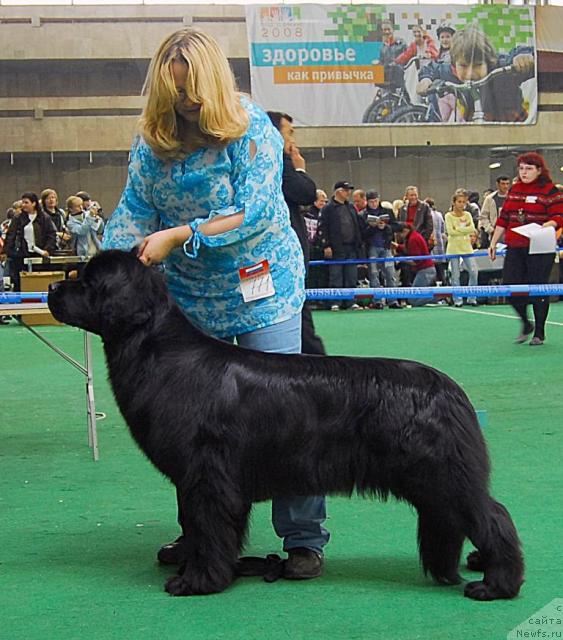 Фото: ньюфаундленд Sent Djons Infiniti (Сент Джонс Инфинити)