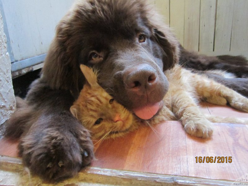 Фото: ньюфаундленд Vereskovyj Mjod s Berega Dona (Вересковый Мёд с Берега Дона)