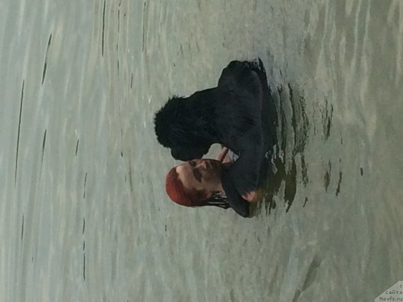 Фото: ньюфаундленд Begushaya po Volnam Choice of Fibonacci (Бегущая по Волнам Чойс оф Фибоначчи)