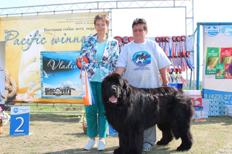 Фото: ньюфаундленд Super Premium Nao Del Trato (Супер Премиум Нао Дел Трато)