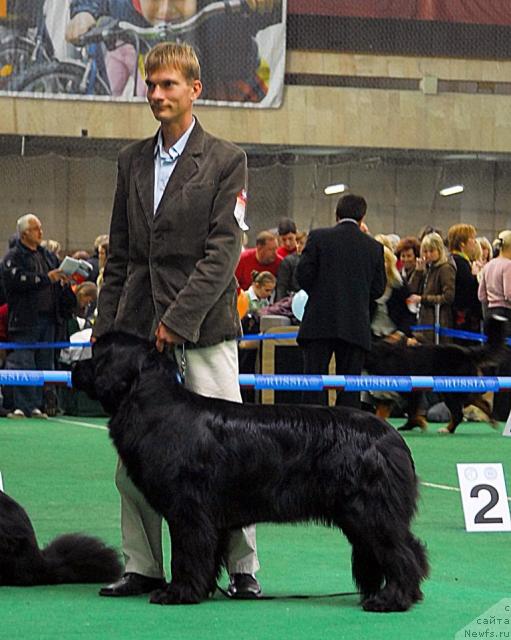 Фото: ньюфаундленд Sent Djons Infiniti (Сент Джонс Инфинити)