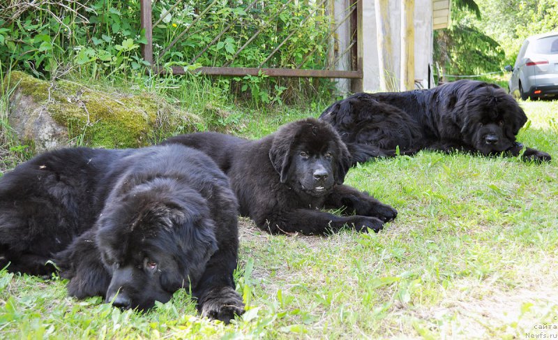 Фото: ньюфаундленд Beguschaya po Volnam Vsya Takaya Rastakaya (Бегущая по Волнам Вся Такая Растакая), ньюфаундленд Beguschaya po Volnam Bravo Bravissimo (Бегущая по Волнам Браво Брависсимо), ньюфаундленд Beguschaya po Volnam Dancing Queen (Бегущая по Волнам Дансинг Квин)