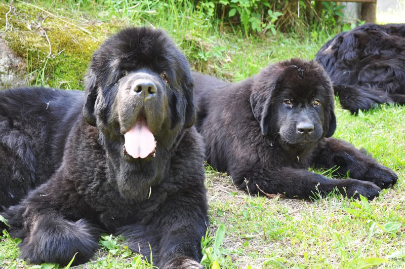 Фото: ньюфаундленд Beguschaya po Volnam Vsya Takaya Rastakaya (Бегущая по Волнам Вся Такая Растакая), ньюфаундленд Beguschaya po Volnam Bravo Bravissimo (Бегущая по Волнам Браво Брависсимо)