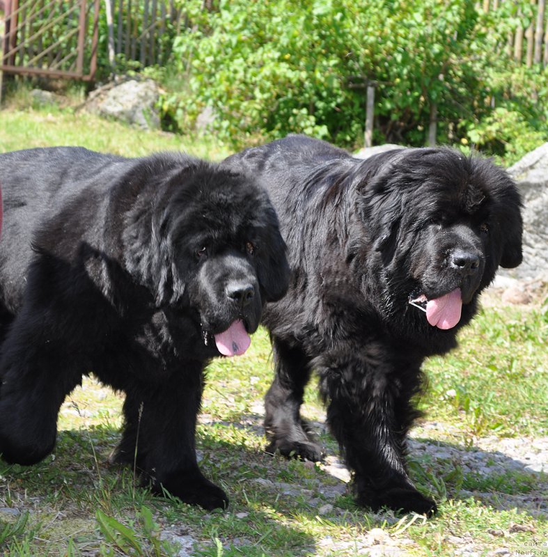 Фото: ньюфаундленд Beguschaya po Volnam Vsya Takaya Rastakaya (Бегущая по Волнам Вся Такая Растакая), ньюфаундленд Beguschaya po Volnam Dancing Queen (Бегущая по Волнам Дансинг Квин)