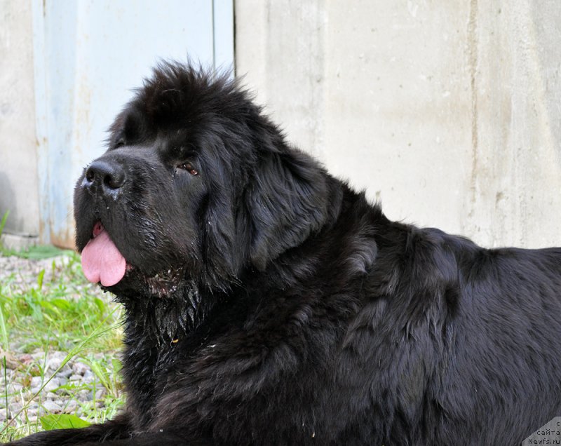 Фото: ньюфаундленд Beguschaya po Volnam Dancing Queen (Бегущая по Волнам Дансинг Квин)