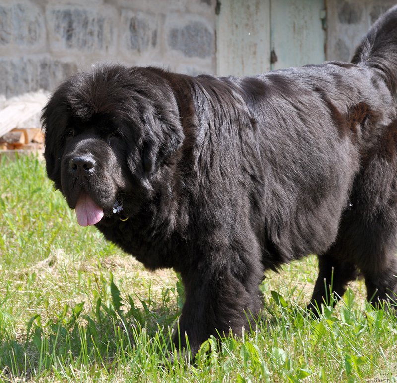 Фото: ньюфаундленд Beguschaya po Volnam Dancing Queen (Бегущая по Волнам Дансинг Квин)