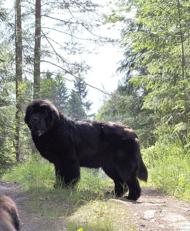Фото: ньюфаундленд Beguschaya po Volnam Dancing Queen (Бегущая по Волнам Дансинг Квин)