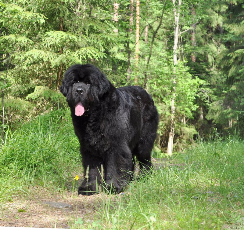 Фото: ньюфаундленд Beguschaya po Volnam Dancing Queen (Бегущая по Волнам Дансинг Квин)