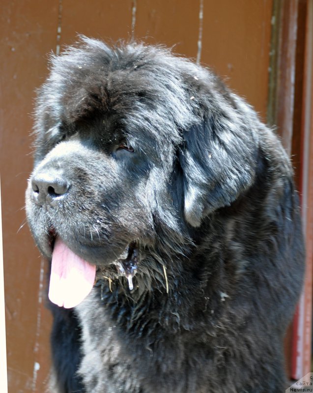 Фото: ньюфаундленд Beguschaya po Volnam Dancing Queen (Бегущая по Волнам Дансинг Квин)