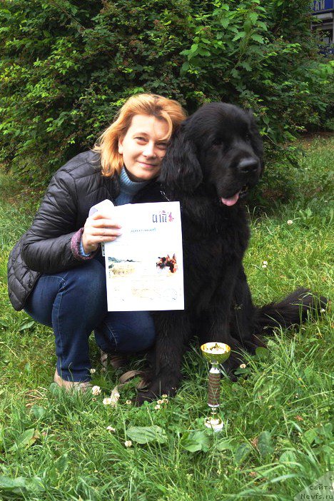 Фото: ньюфаундленд Chernaya Mafia Make the Most of Now (Черная Мафия Маке Тхе Мост оф Нов)