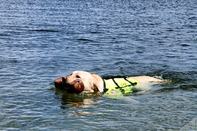 Фото: Челси