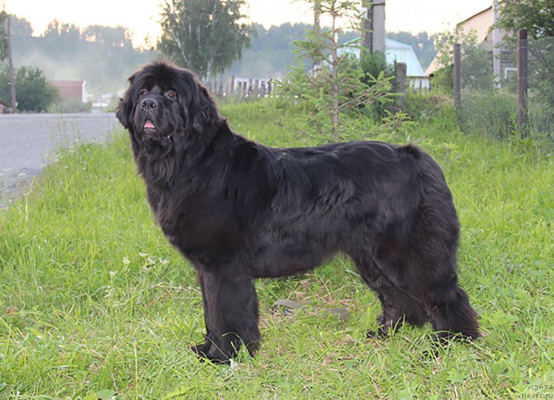 Фотография № 185073