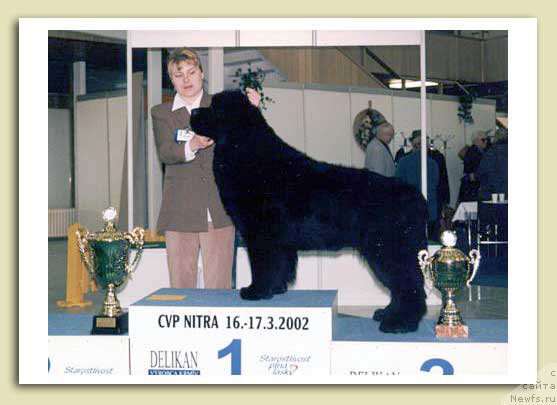 Фото: ньюфаундленд Whisperbays Impresario