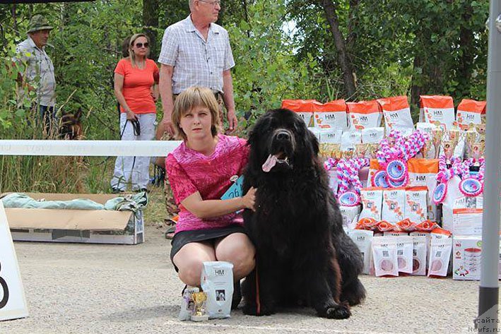 Фото: ньюфаундленд A'Portos s Berega Dona (А'Портос с Берега Дона)