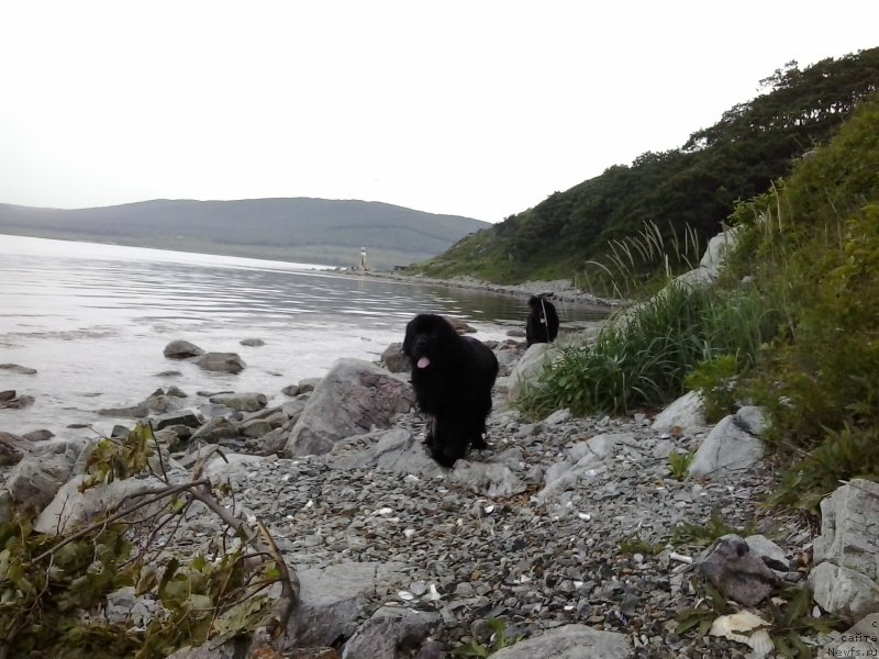 Фото: ньюфаундленд Super Premium Merlin Monro (Супер Премиум Мерлин Монро), ньюфаундленд Nessi Blyek s  Lesnoy Zaimki (Несси Блэк с  Лесной Заимки)