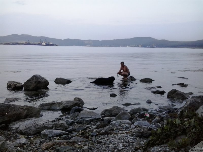 Фото: ньюфаундленд Nessi Blyek s  Lesnoy Zaimki (Несси Блэк с  Лесной Заимки)