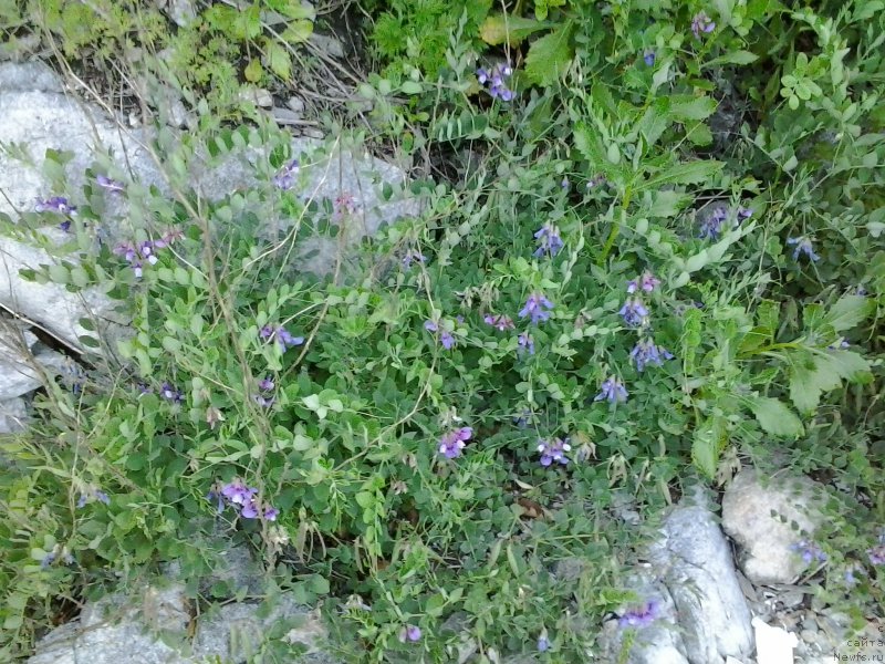 Фотография № 185083