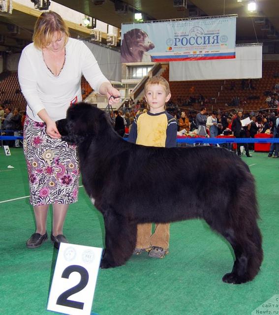 Фото: ньюфаундленд Sent Djons Zhozefina (Сент Джонс Жозефина)