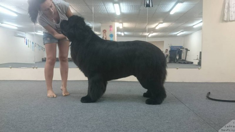 Фото: ньюфаундленд Super Premium Nao Del Trato (Супер Премиум Нао Дел Трато)