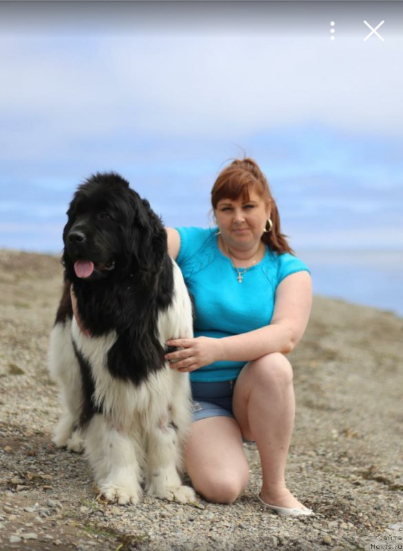 Фото: ньюфаундленд Akvian Song Karamel' (Аквиан Сонг Карамель)