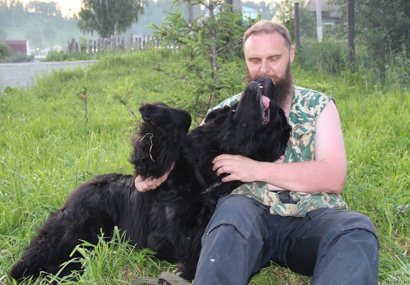 Фото: ньюфаундленд Mag Ispolin Nika For Zlat Konstaleks (Маг Исполин Ника Фор Злат Консталекс)