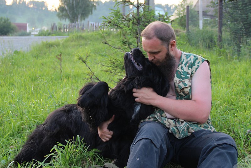 Фото: ньюфаундленд Mag Ispolin Nika For Zlat Konstaleks (Маг Исполин Ника Фор Злат Консталекс)