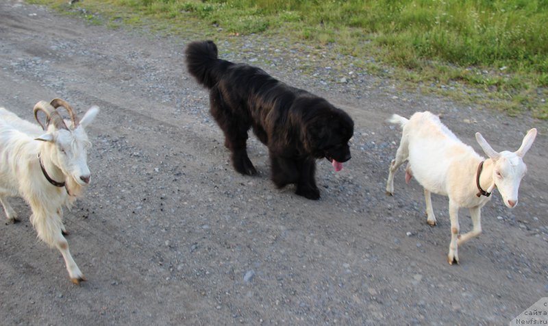 Фото: ньюфаундленд Mag Ispolin Nika For Zlat Konstaleks (Маг Исполин Ника Фор Злат Консталекс)