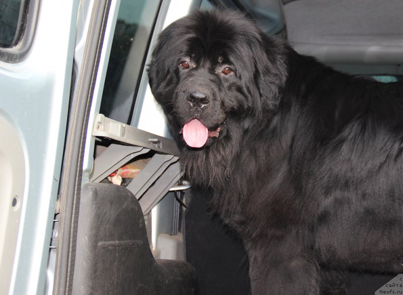 Фото: ньюфаундленд Mag Ispolin Nika For Zlat Konstaleks (Маг Исполин Ника Фор Злат Консталекс)