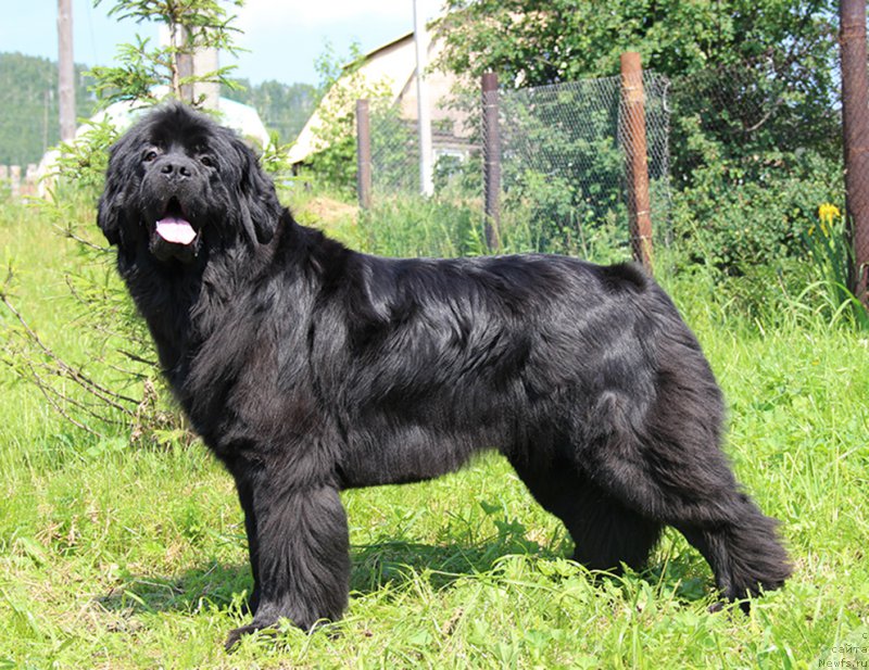 Фотография № 185107