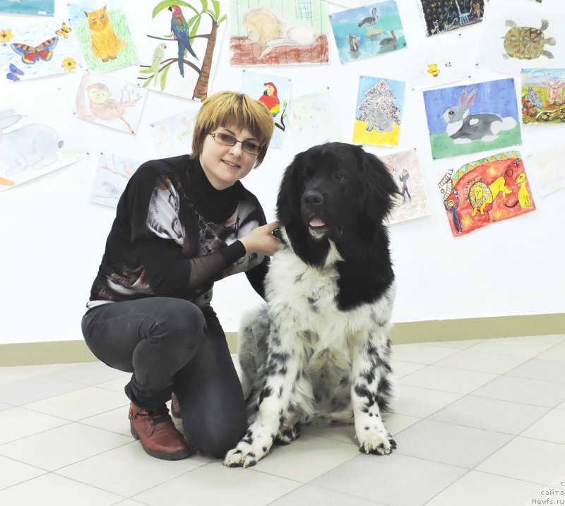 Фото: ньюфаундленд Skazochnaya Kroha SHampan' (Сказочная Кроха Шампань)