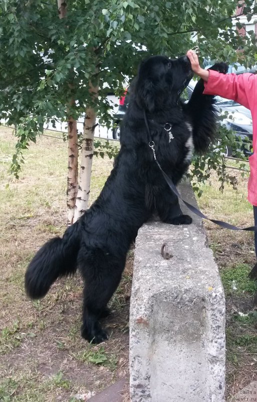 Фото: ньюфаундленд Beguschaya po Volnam Сhart Topper (Бегущая по Волнам Чарт Топпер)