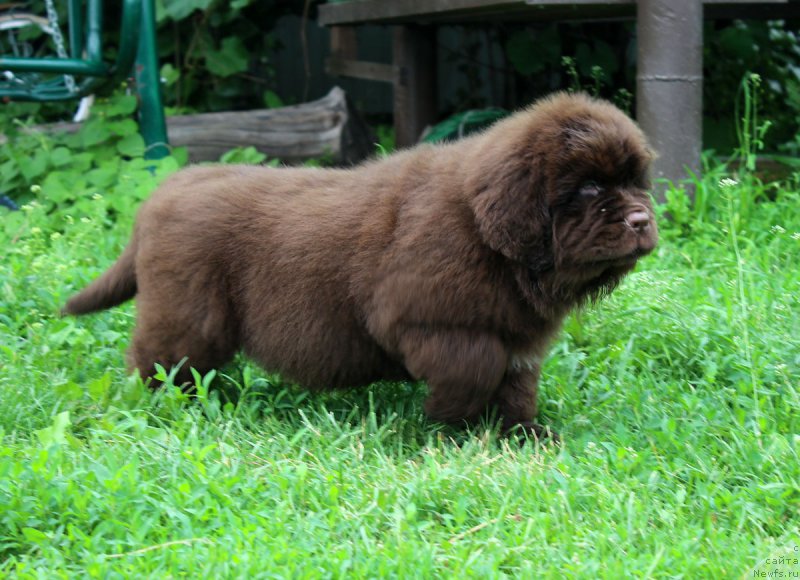 Фотография № 185111