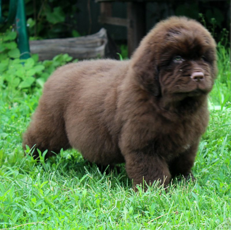 Фотография № 185112