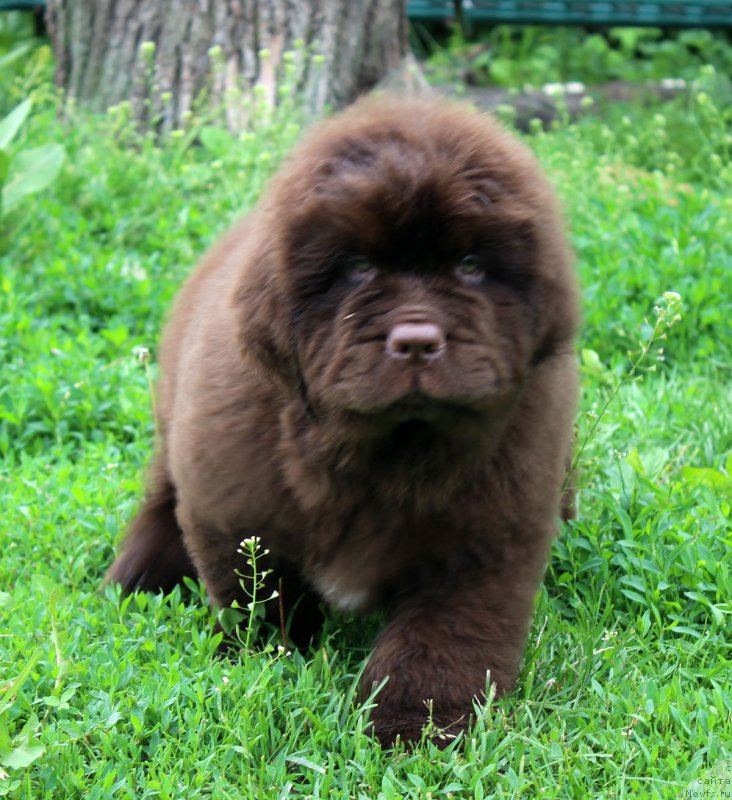 Фотография № 185113