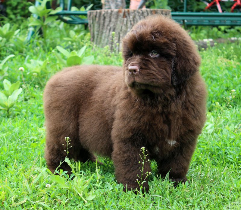 Фотография № 185114