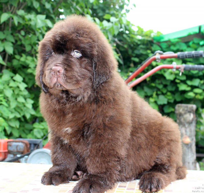 Фотография № 185115